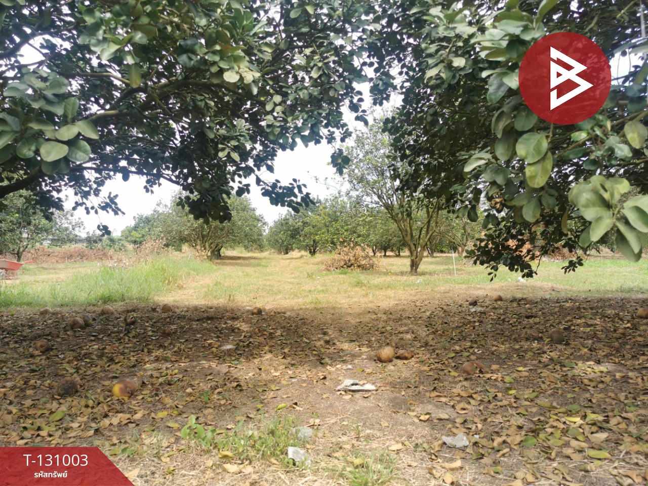 ขายที่ดิน เนื้อที่ 4 ไร่ 3 งาน 77 ตร.วา ศรีมหาโพธิ ปราจีนบุรี 5