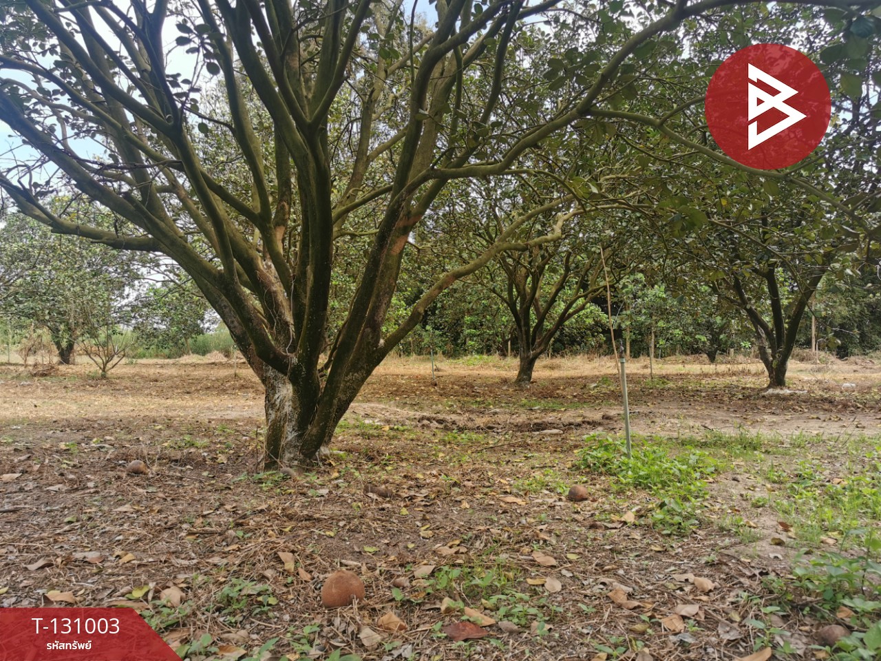 ขายที่ดิน เนื้อที่ 4 ไร่ 3 งาน 77 ตร.วา ศรีมหาโพธิ ปราจีนบุรี 13