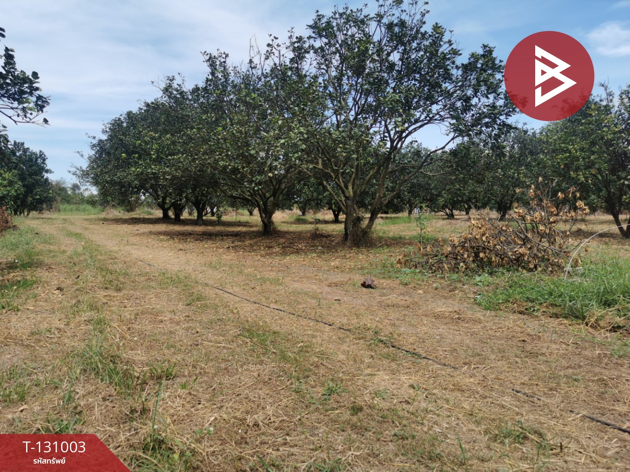 ขายที่ดิน เนื้อที่ 4 ไร่ 3 งาน 77 ตร.วา ศรีมหาโพธิ ปราจีนบุรี 2