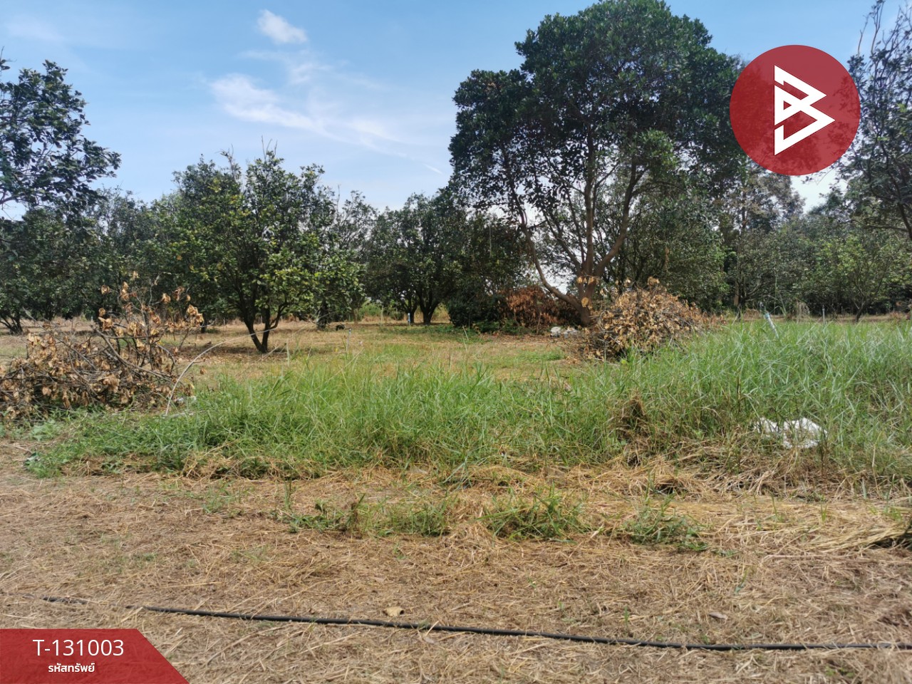 ขายที่ดิน เนื้อที่ 4 ไร่ 3 งาน 77 ตร.วา ศรีมหาโพธิ ปราจีนบุรี 6