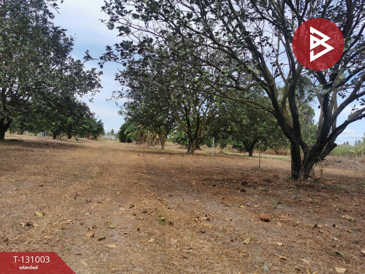 ขายที่ดิน เนื้อที่ 4 ไร่ 3 งาน 77 ตร.วา ศรีมหาโพธิ ปราจีนบุรี 10