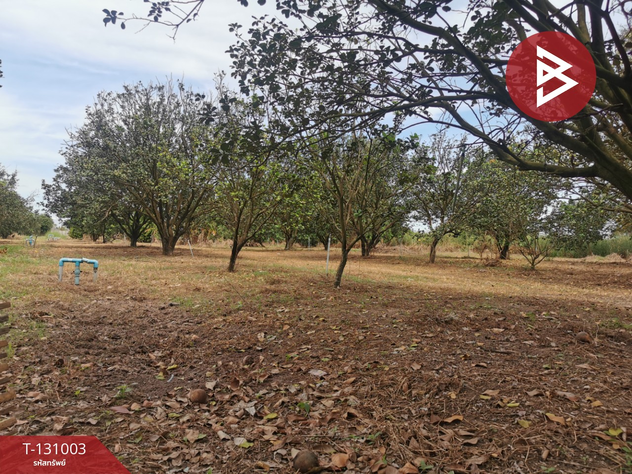 ขายที่ดิน เนื้อที่ 4 ไร่ 3 งาน 77 ตร.วา ศรีมหาโพธิ ปราจีนบุรี 11