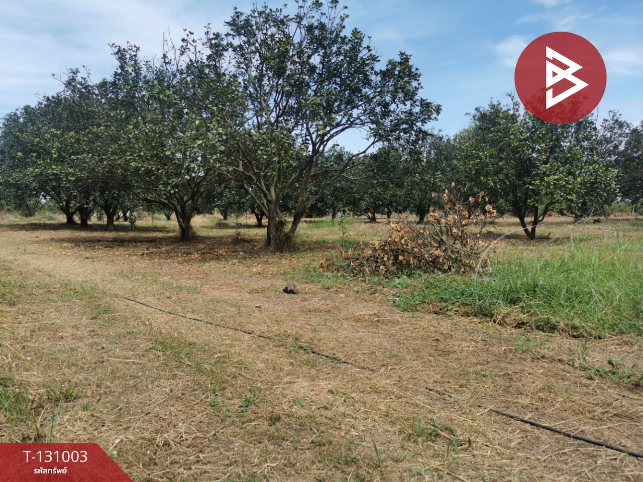 ขายที่ดิน เนื้อที่ 4 ไร่ 3 งาน 77 ตร.วา ศรีมหาโพธิ ปราจีนบุรี 8