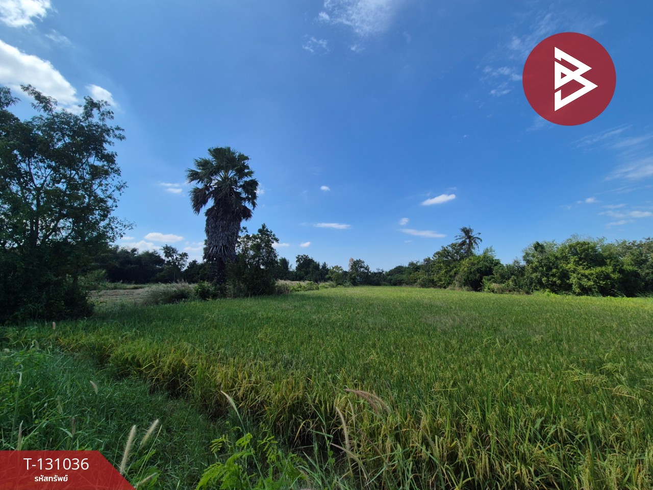 ขายที่ดิน เนื้อที่ 3 ไร่ 2 งาน 36.8 ตร.วา บ้านบึง ชลบุรี 3