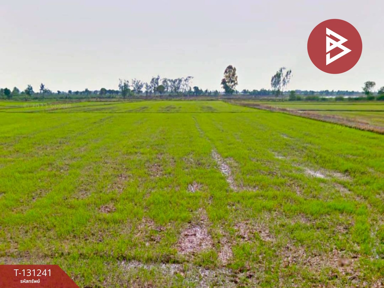 ขายที่ดิน เนื้อที่ 1 ไร่ 3 งาน 98 ตร.วา ราชสาส์น ฉะเชิงเทรา 8