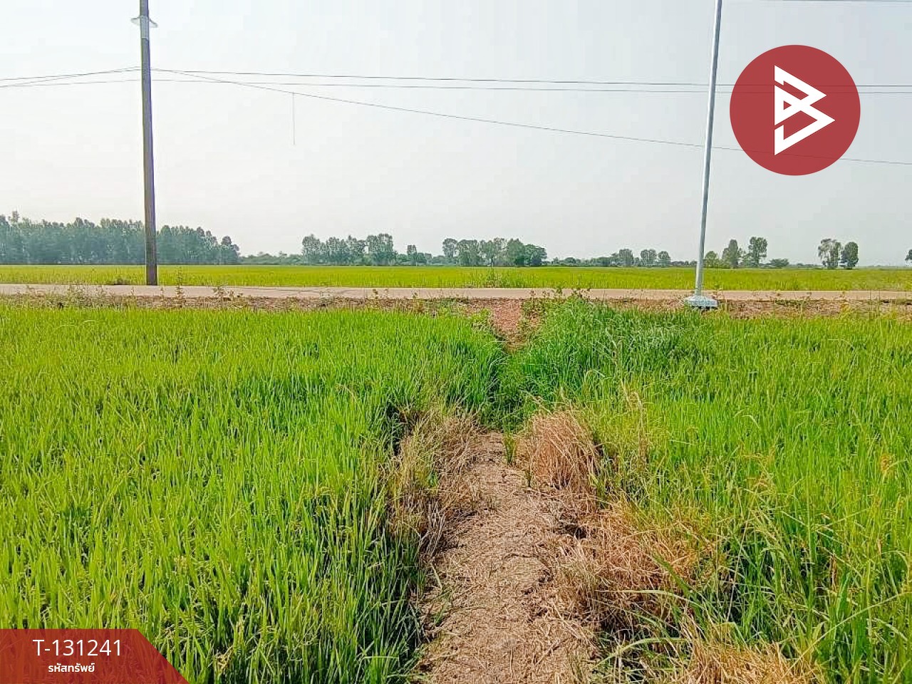 ขายที่ดิน เนื้อที่ 1 ไร่ 3 งาน 98 ตร.วา ราชสาส์น ฉะเชิงเทรา 6