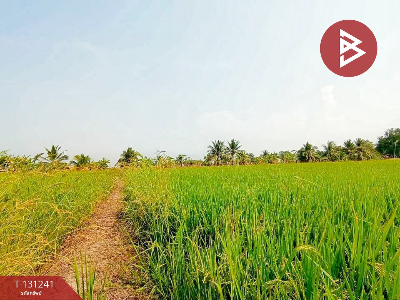 ขายที่ดิน เนื้อที่ 1 ไร่ 3 งาน 98 ตร.วา ราชสาส์น ฉะเชิงเทรา 7