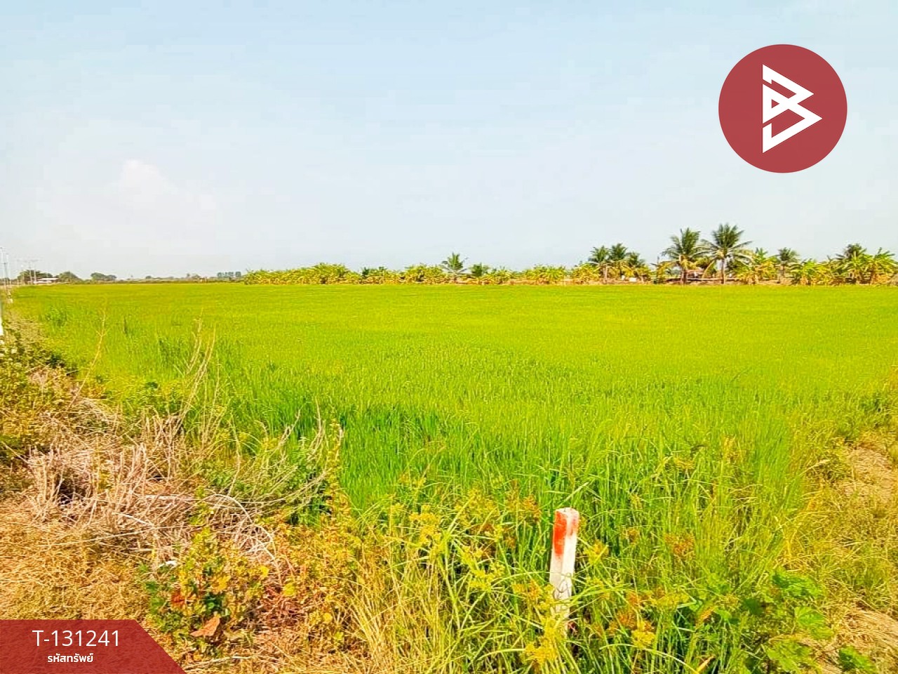 ขายที่ดิน เนื้อที่ 1 ไร่ 3 งาน 98 ตร.วา ราชสาส์น ฉะเชิงเทรา 5