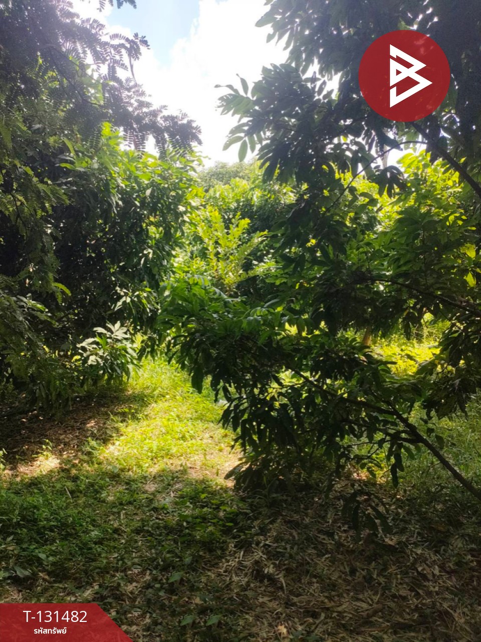 ขายที่ดิน เนื้อที่ 3 ไร่ 2 งาน 93.3 ตารางวา อ.สีคิ้ว นครราชสีมา 2