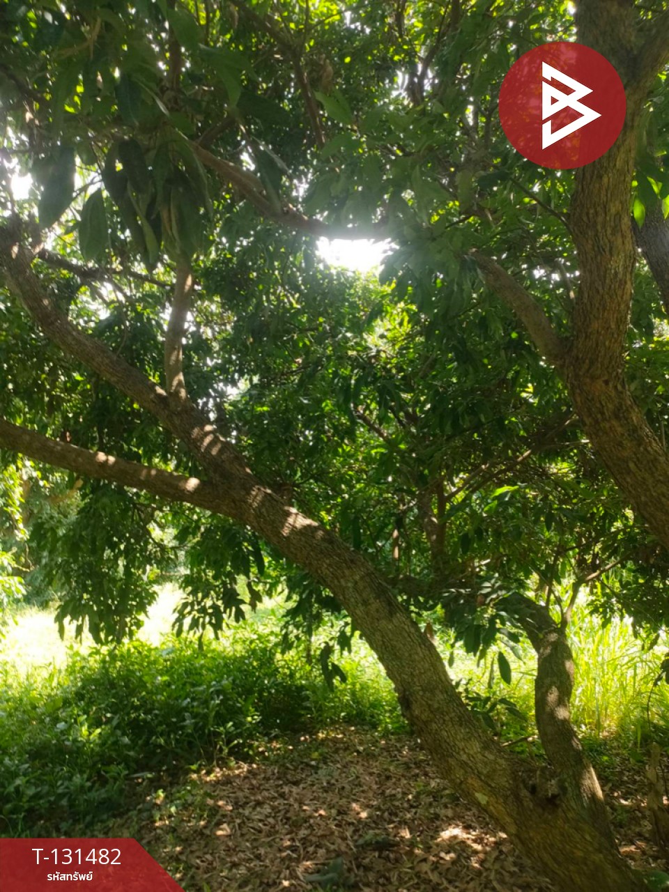 ขายที่ดิน เนื้อที่ 3 ไร่ 2 งาน 93.3 ตารางวา อ.สีคิ้ว นครราชสีมา 8