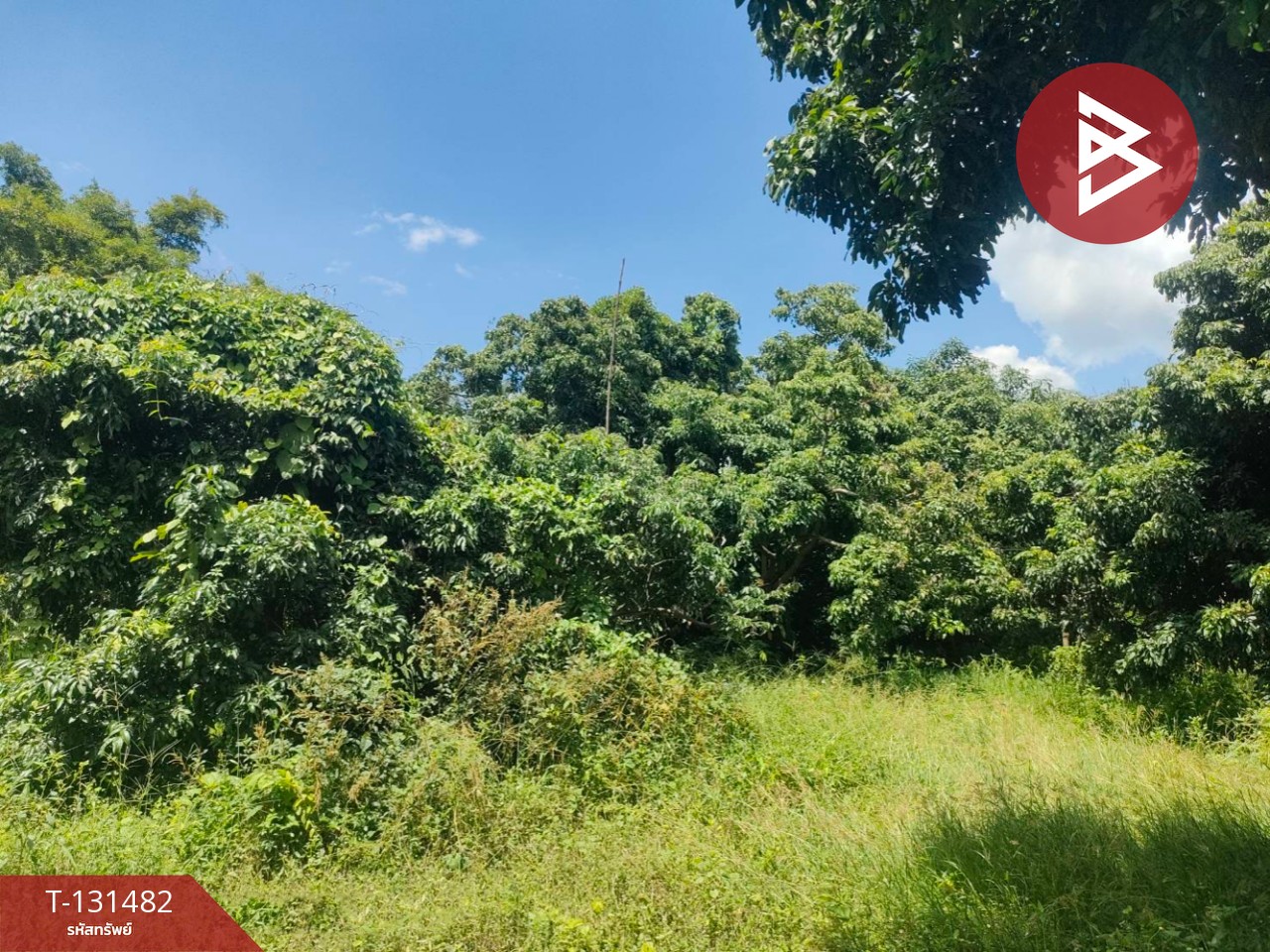 ขายที่ดิน เนื้อที่ 3 ไร่ 2 งาน 93.3 ตารางวา อ.สีคิ้ว นครราชสีมา 1