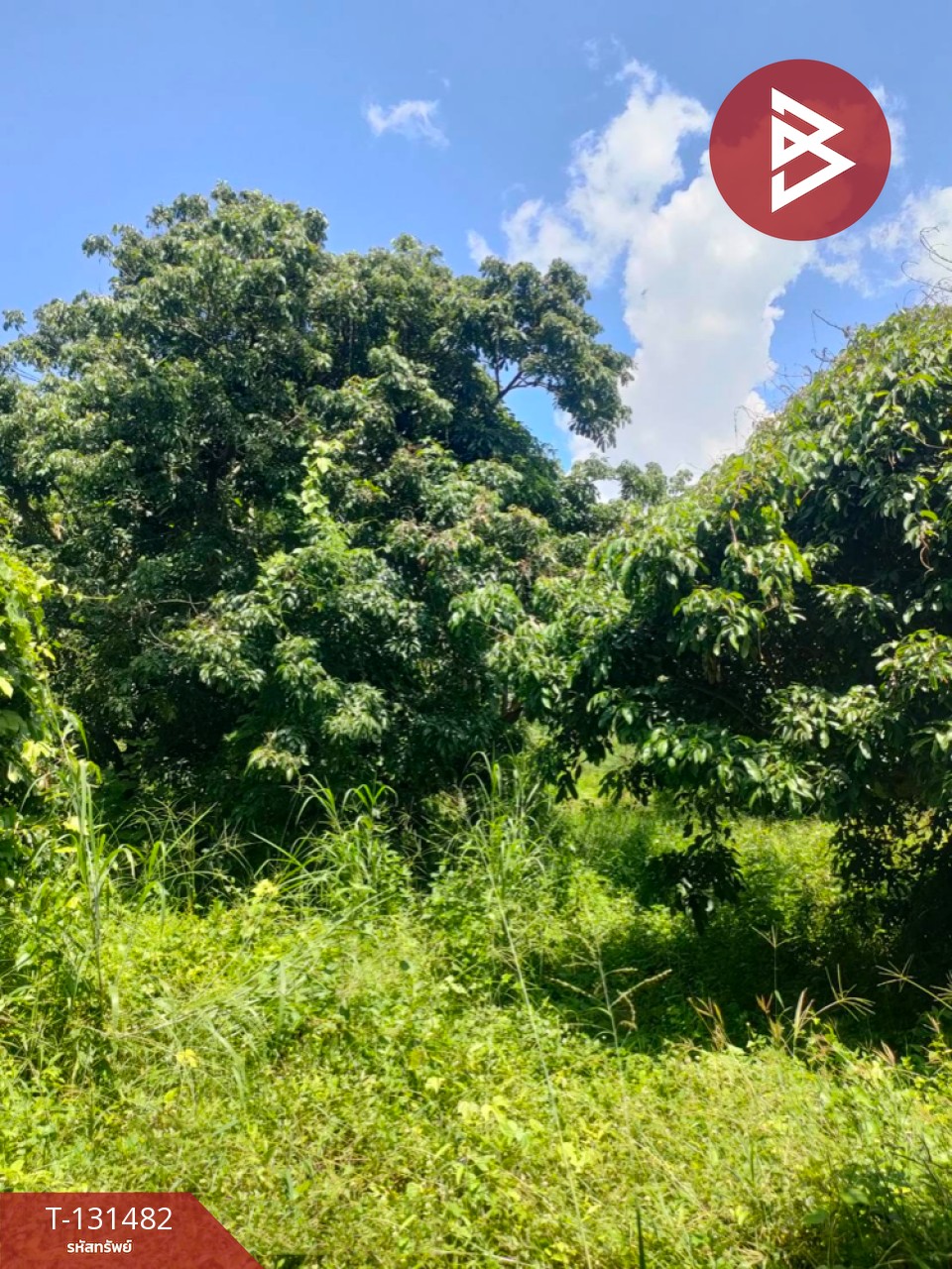 ขายที่ดิน เนื้อที่ 3 ไร่ 2 งาน 93.3 ตารางวา อ.สีคิ้ว นครราชสีมา 6