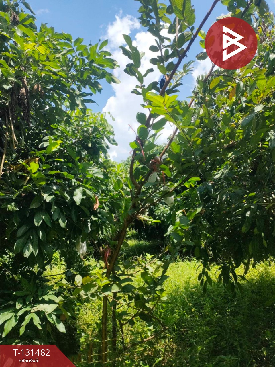 ขายที่ดิน เนื้อที่ 3 ไร่ 2 งาน 93.3 ตารางวา อ.สีคิ้ว นครราชสีมา 5