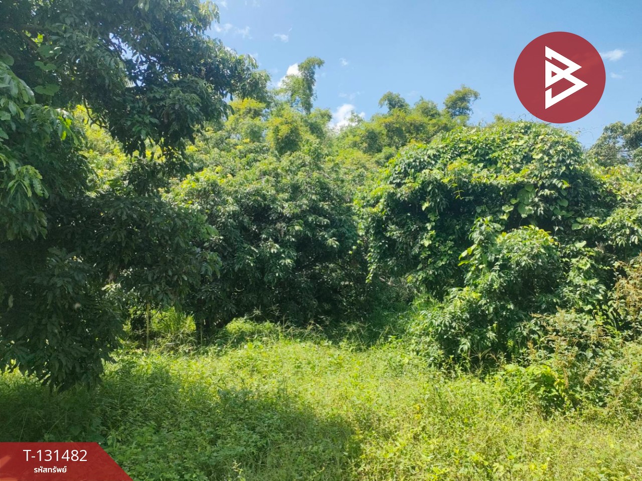 ขายที่ดิน เนื้อที่ 3 ไร่ 2 งาน 93.3 ตารางวา อ.สีคิ้ว นครราชสีมา 7