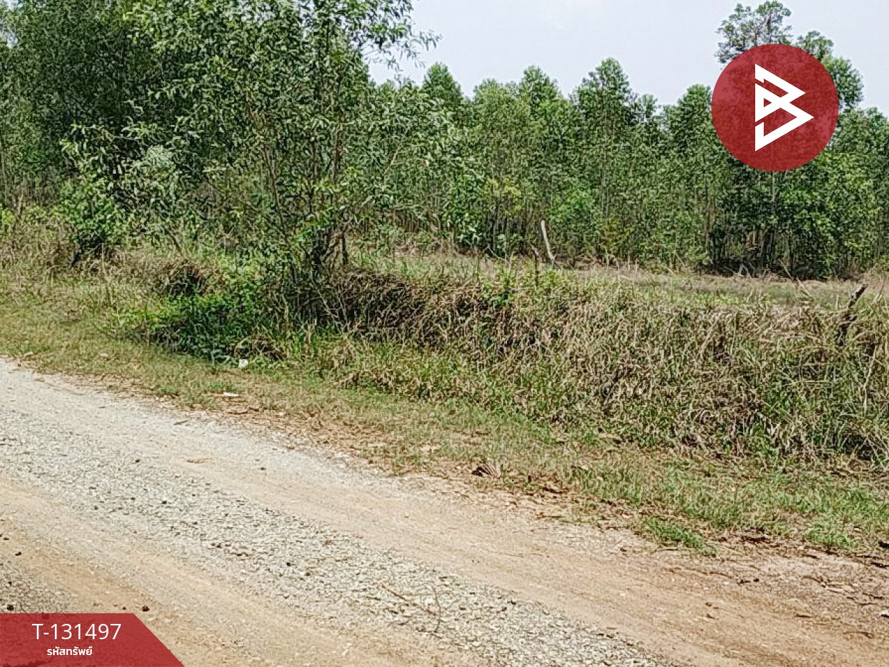 ขายที่ดิน เนื้อที่ 3 ไร่ 2 งาน นาดี ปราจีนบุรี 6