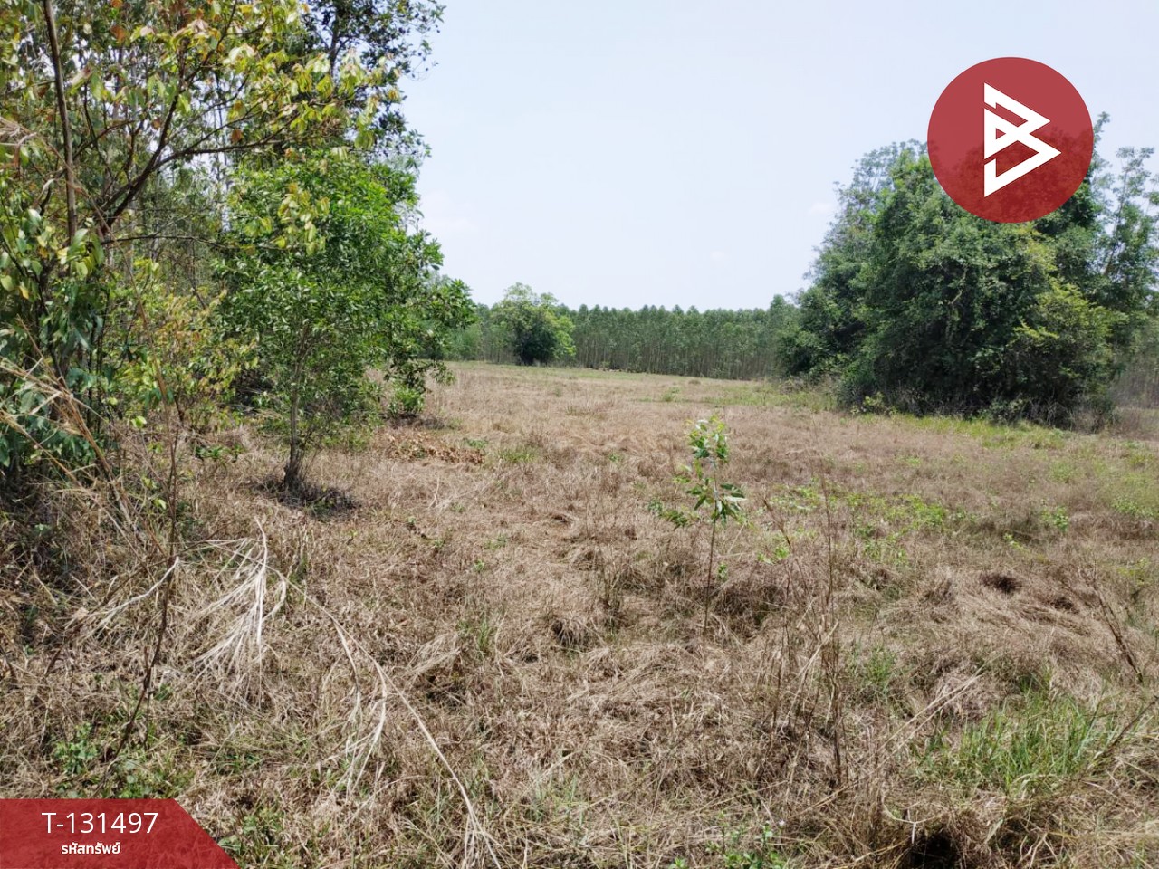 ขายที่ดิน เนื้อที่ 3 ไร่ 2 งาน นาดี ปราจีนบุรี 7