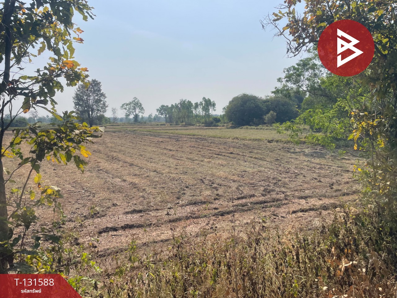 ขายที่ดิน เนื้อที่ 21 ไร่ 2 งาน 8 ตร.วา ประโคนชัย บุรีรัมย์ 1