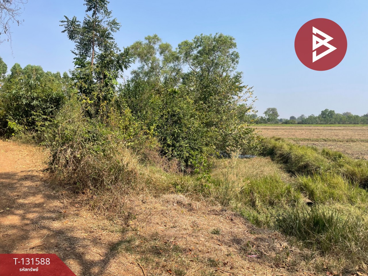 ขายที่ดิน เนื้อที่ 21 ไร่ 2 งาน 8 ตร.วา ประโคนชัย บุรีรัมย์ 3