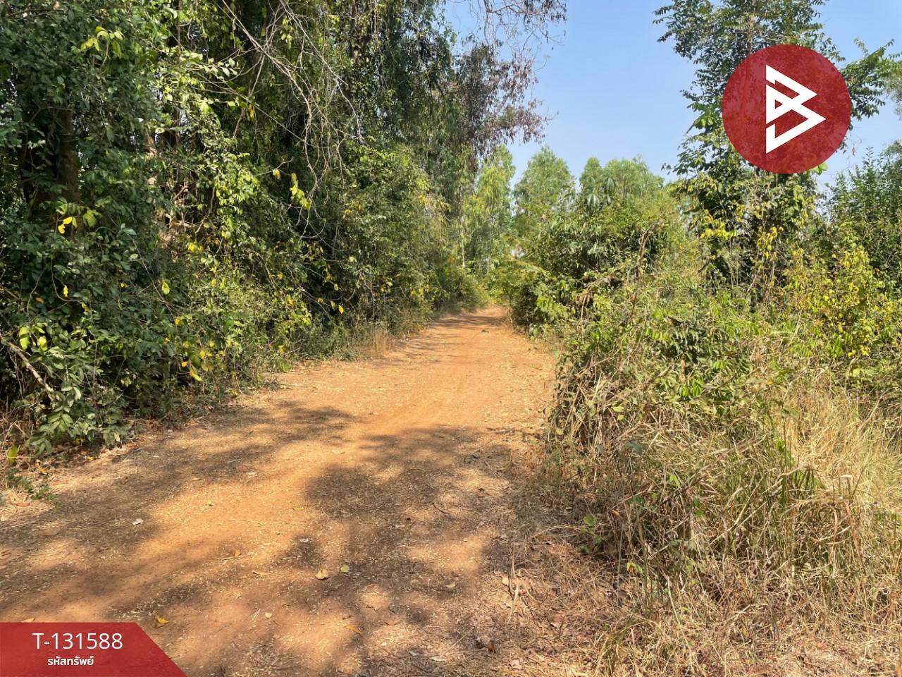 ขายที่ดิน เนื้อที่ 21 ไร่ 2 งาน 8 ตร.วา ประโคนชัย บุรีรัมย์ 4