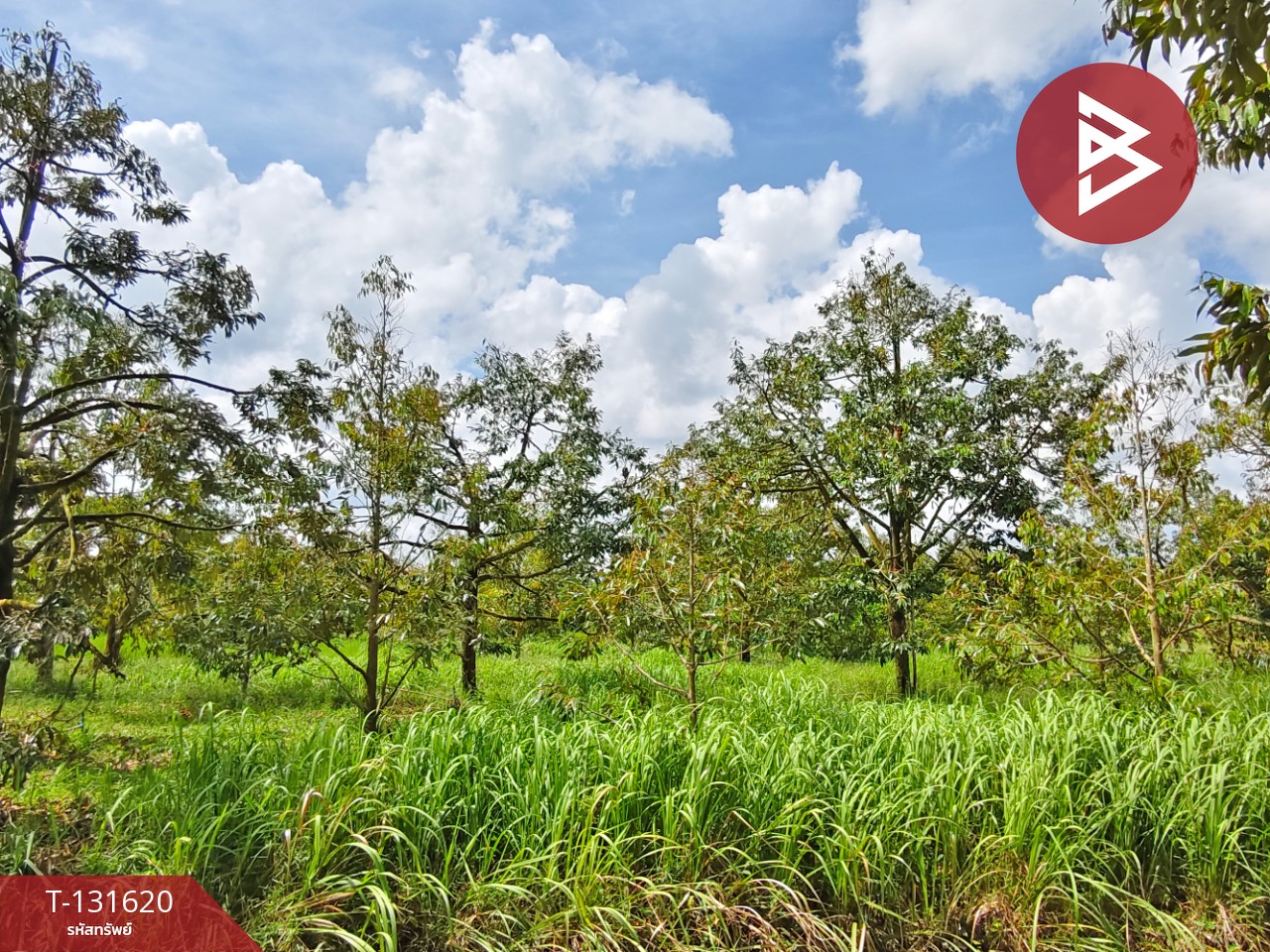 ขายที่ดินพร้อมสวน เนื้อที่ 6 ไร่ 1 งาน 7 ตร.วา ท่าศาลา นครศรีธรรมราช 7