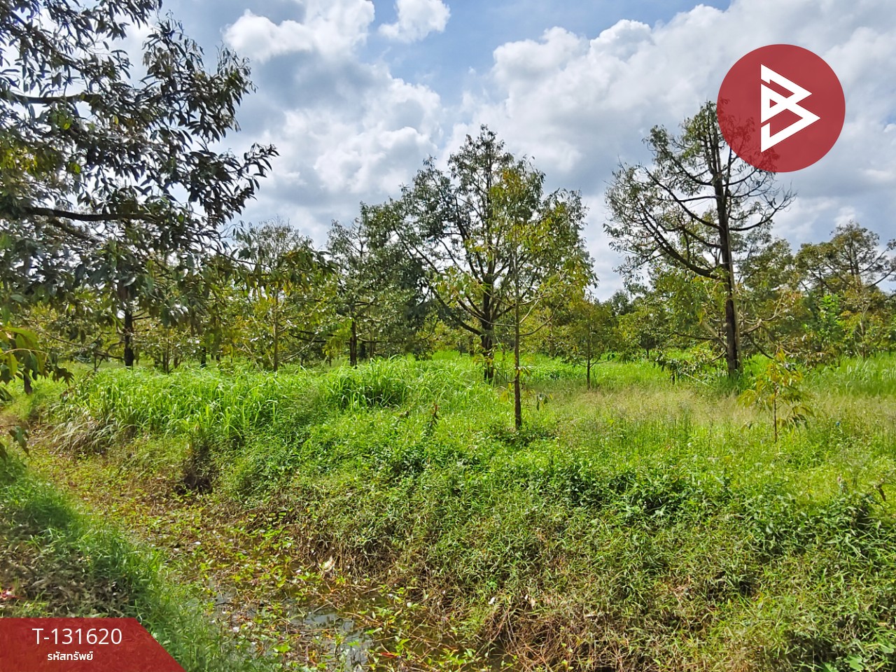 ขายที่ดินพร้อมสวน เนื้อที่ 6 ไร่ 1 งาน 7 ตร.วา ท่าศาลา นครศรีธรรมราช 8