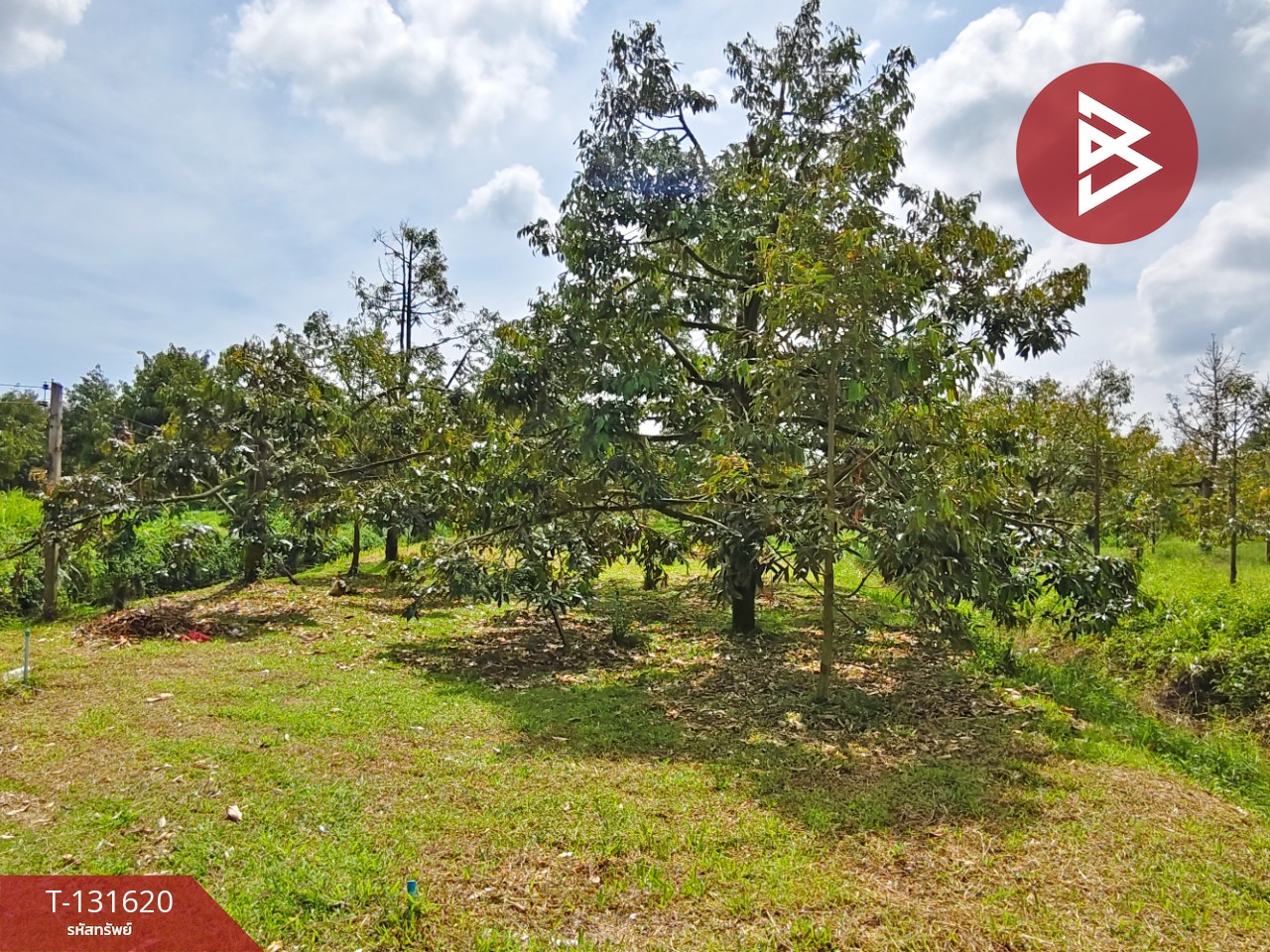 ขายที่ดินพร้อมสวน เนื้อที่ 6 ไร่ 1 งาน 7 ตร.วา ท่าศาลา นครศรีธรรมราช 5