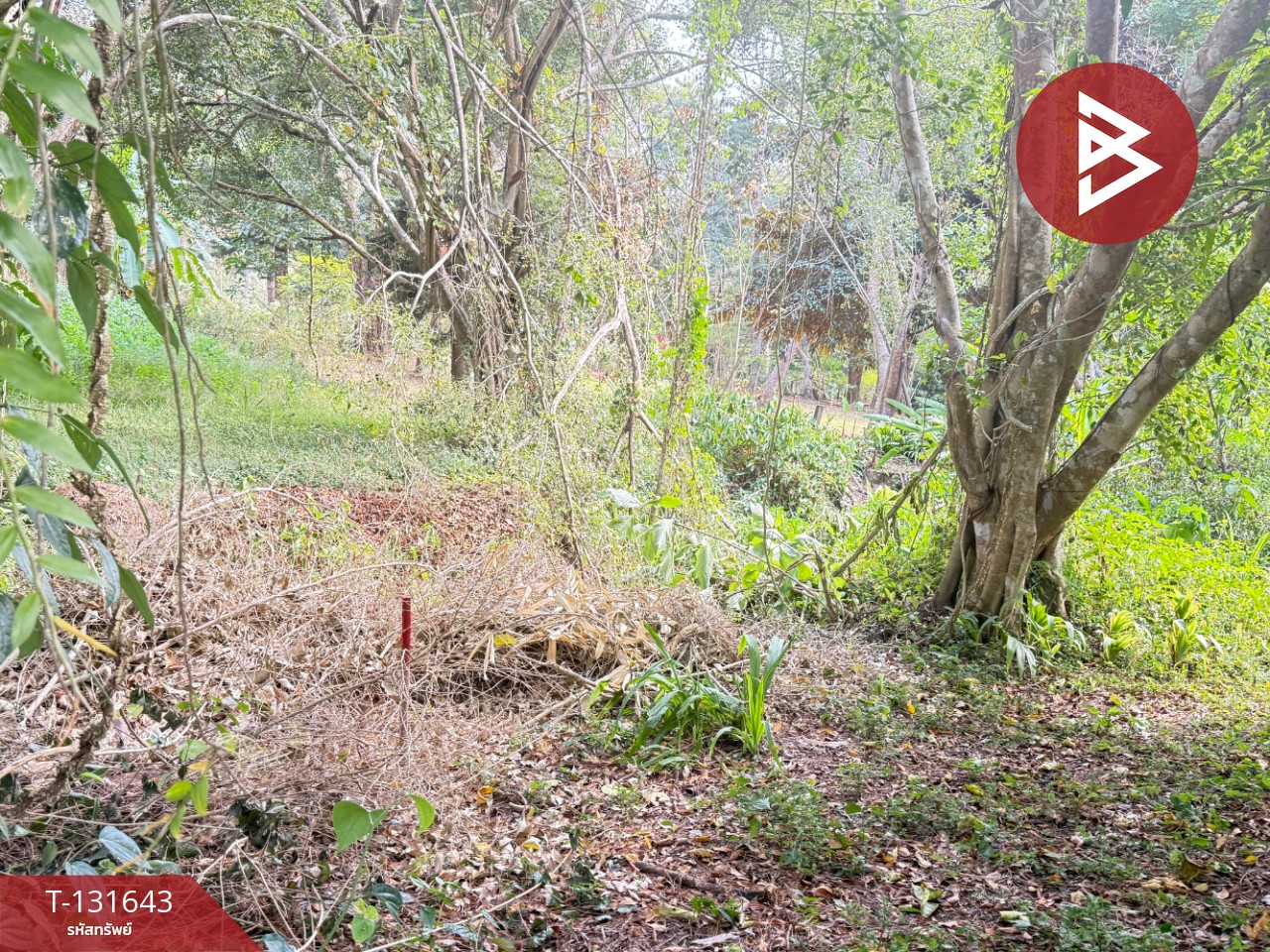 ขายที่ดิน เนื้อที่ 1 งาน 32 ตร.วา แม่ริม เชียงใหม่ 9