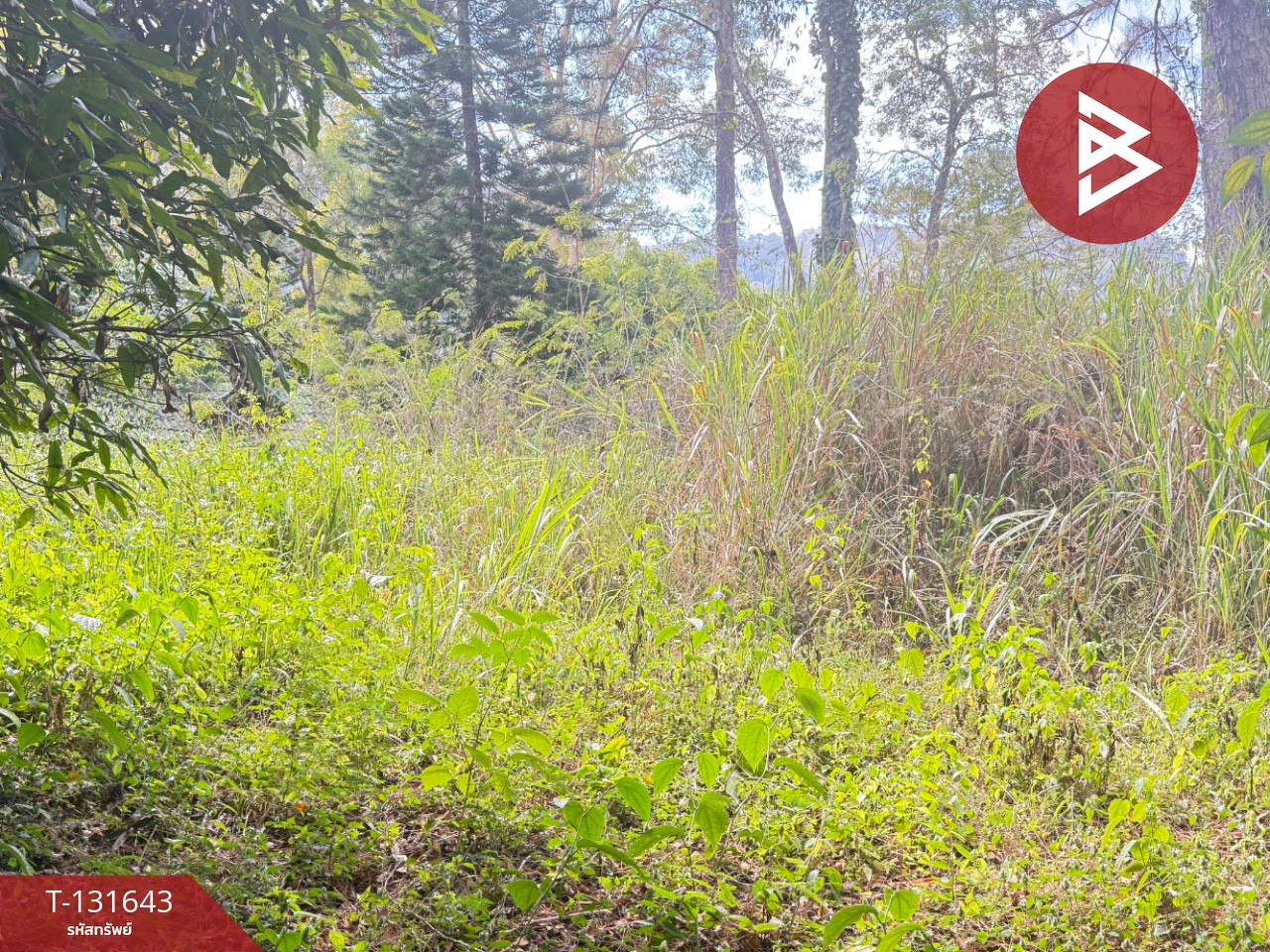 ขายที่ดิน เนื้อที่ 1 งาน 32 ตร.วา แม่ริม เชียงใหม่ 6