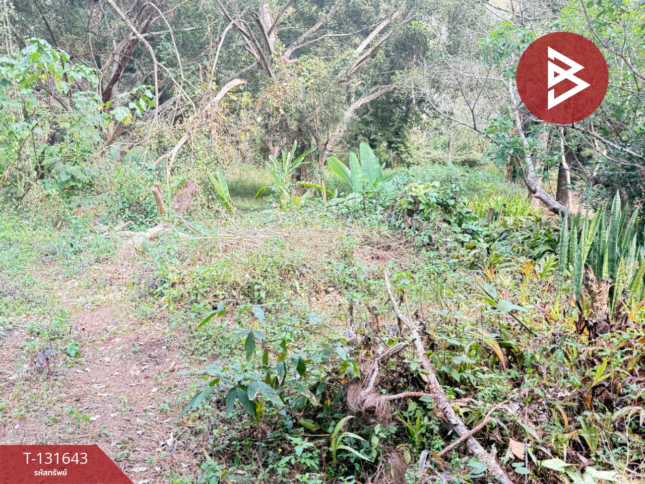 ขายที่ดิน เนื้อที่ 1 งาน 32 ตร.วา แม่ริม เชียงใหม่ 11