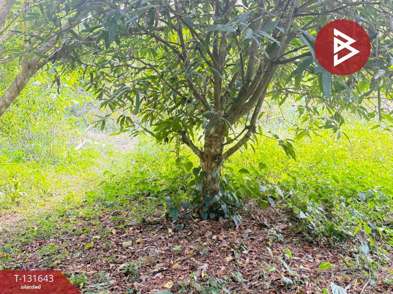 ขายที่ดิน เนื้อที่ 1 งาน 32 ตร.วา แม่ริม เชียงใหม่ 7