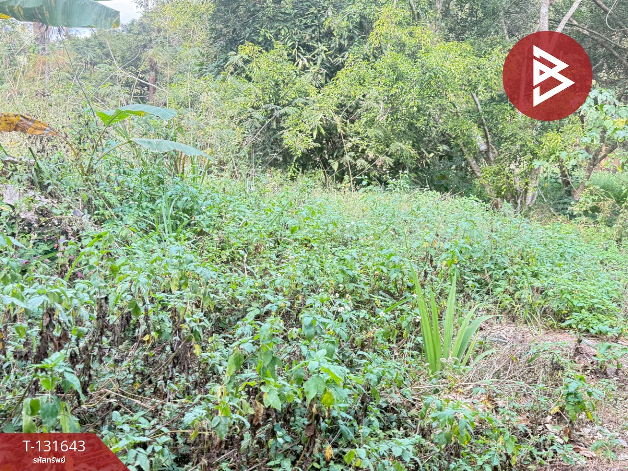 ขายที่ดิน เนื้อที่ 1 งาน 32 ตร.วา แม่ริม เชียงใหม่ 12