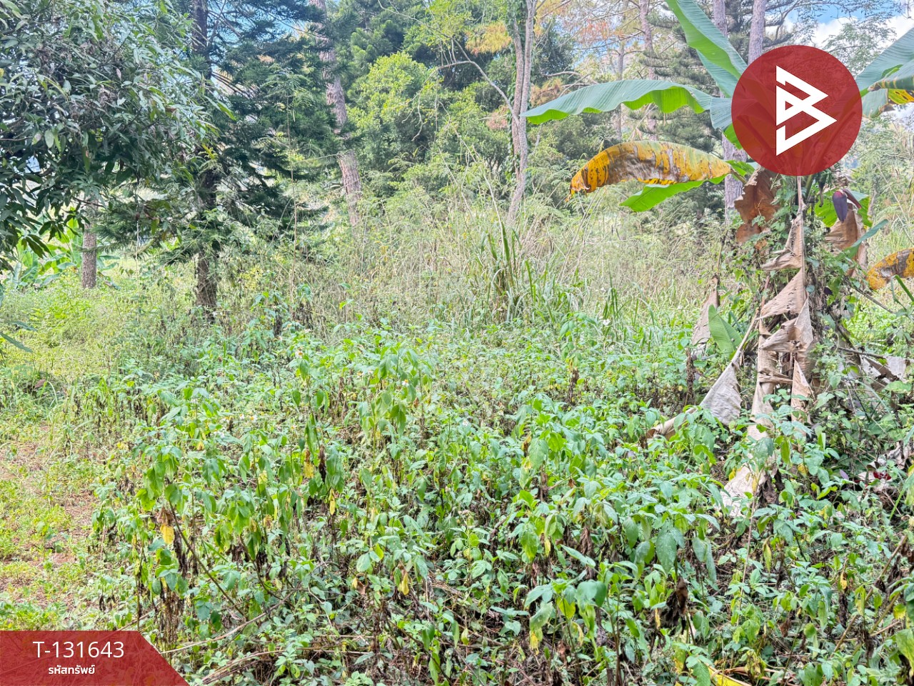 ขายที่ดิน เนื้อที่ 1 งาน 32 ตร.วา แม่ริม เชียงใหม่ 8