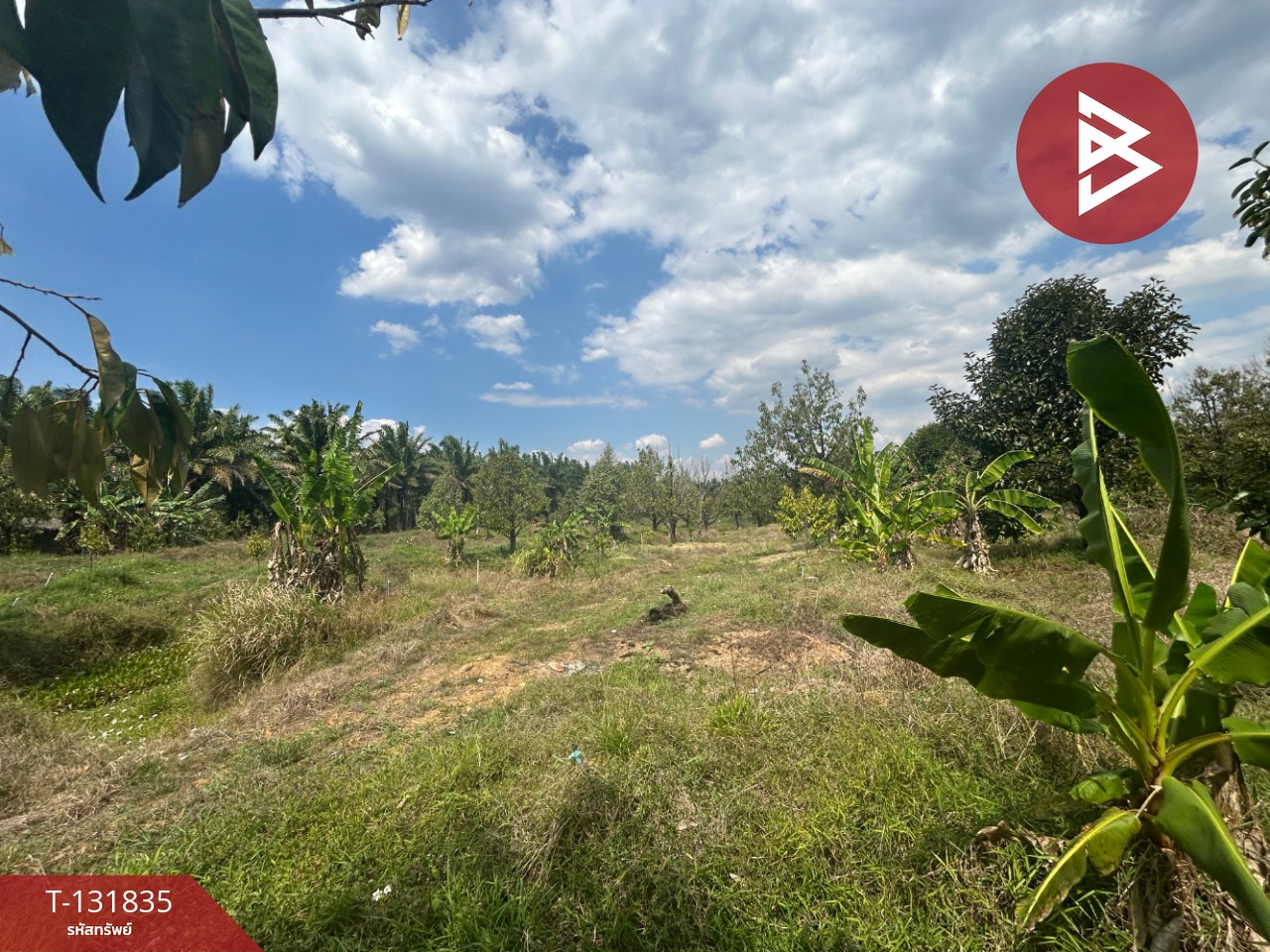 ขายที่ดิน เนื้อที่ 20 ไร่ 88 ตารางวา อ.มะขาม จันทบุรี 2