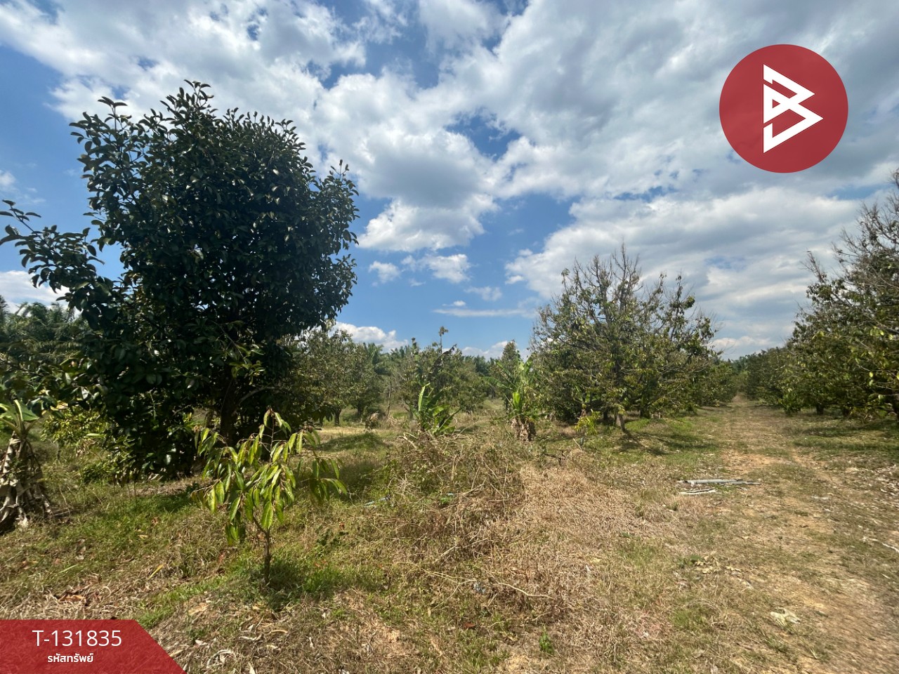 ขายที่ดิน เนื้อที่ 20 ไร่ 88 ตารางวา อ.มะขาม จันทบุรี 8