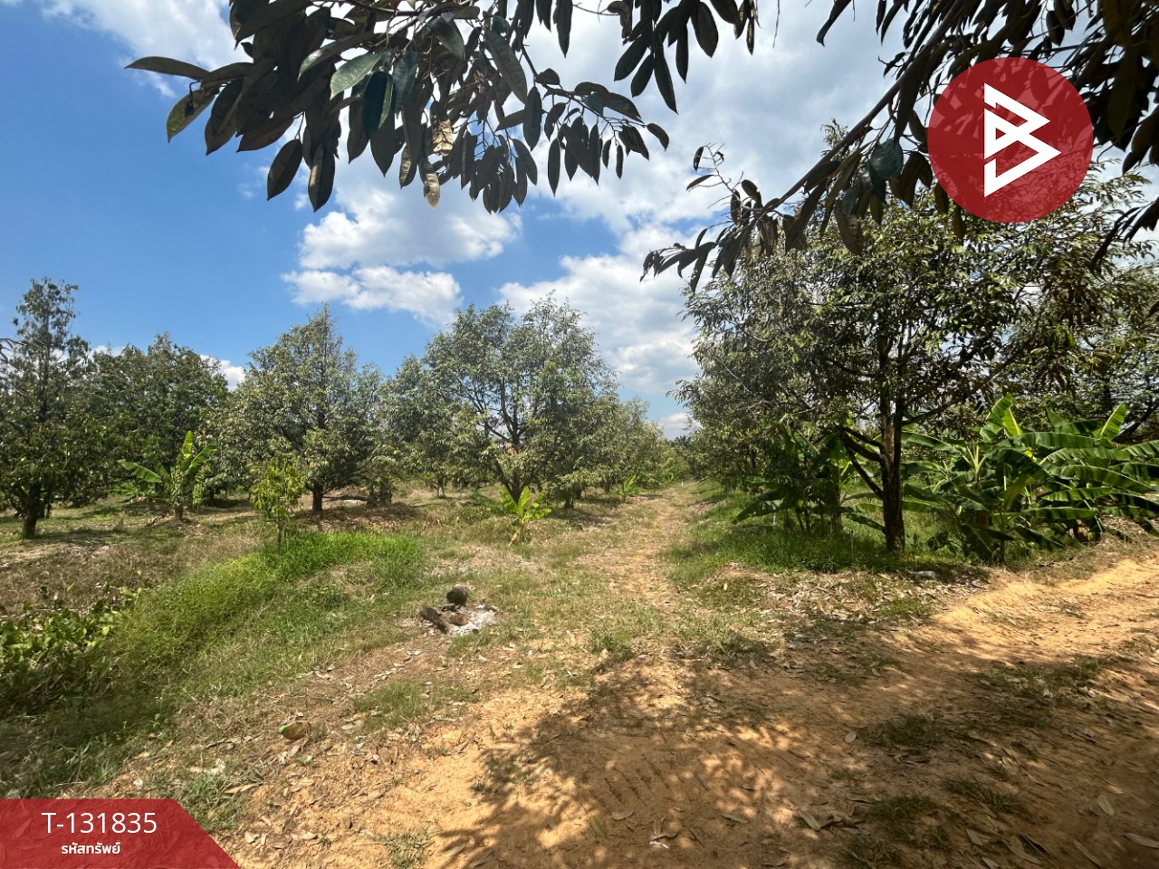 ขายที่ดิน เนื้อที่ 20 ไร่ 88 ตารางวา อ.มะขาม จันทบุรี 12