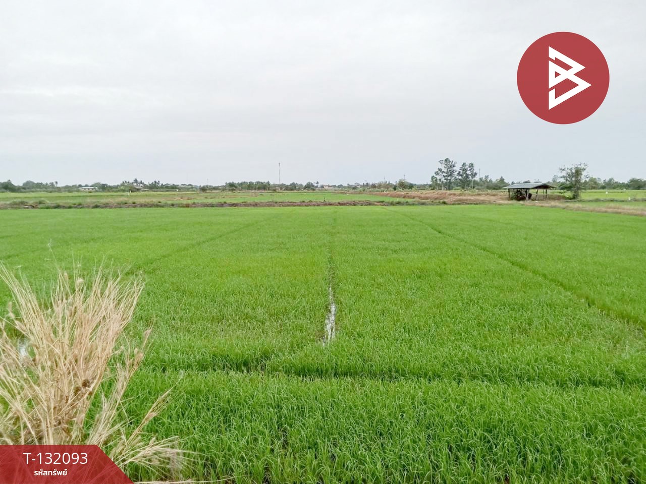 ขายที่ดินสวย เนื้อที่ 14 ไร่ 84 ตารางวา สามโก้ อ่างทอง 4