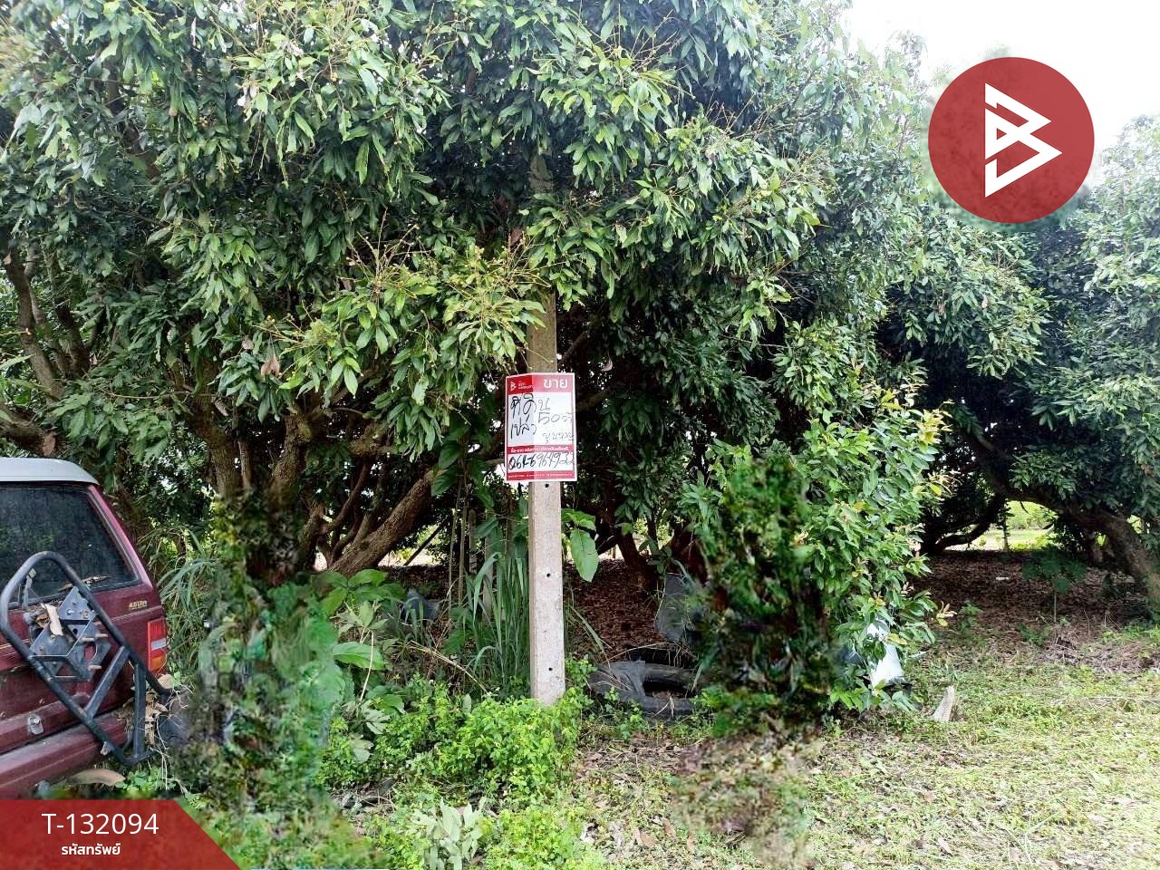 ขายที่ดินพร้อมต้นลำไย เนื้อที่ 50 ตารางวา อ.เวียงป่าเป้า จ.เชียงราย 1