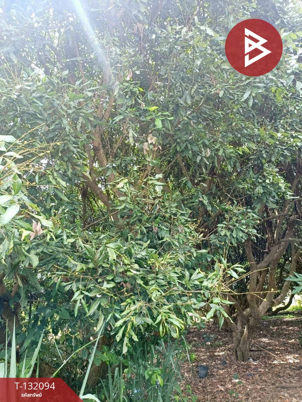 ขายที่ดินพร้อมต้นลำไย เนื้อที่ 50 ตารางวา อ.เวียงป่าเป้า จ.เชียงราย 3