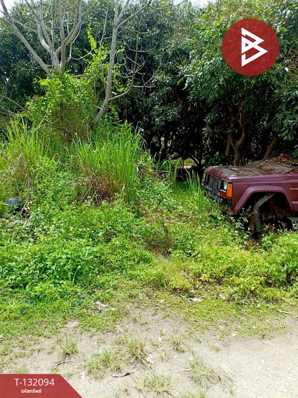 ขายที่ดินพร้อมต้นลำไย เนื้อที่ 50 ตารางวา อ.เวียงป่าเป้า จ.เชียงราย 2