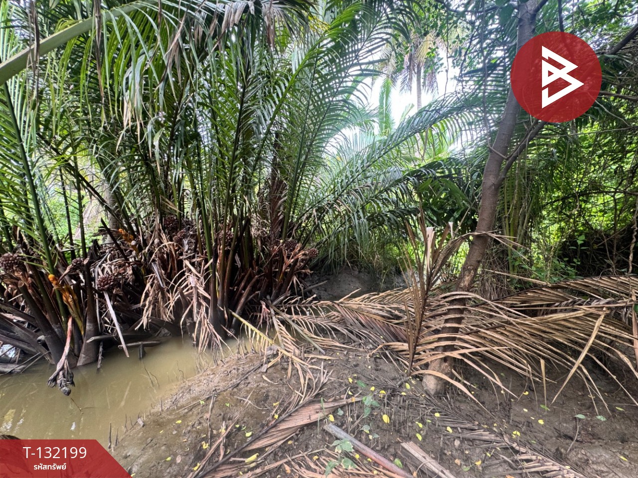 ขายที่ดิน เนื้อที่ 2 ไร่  32 ตร.วา ลาดใหญ่ สมุทรสงคราม 4