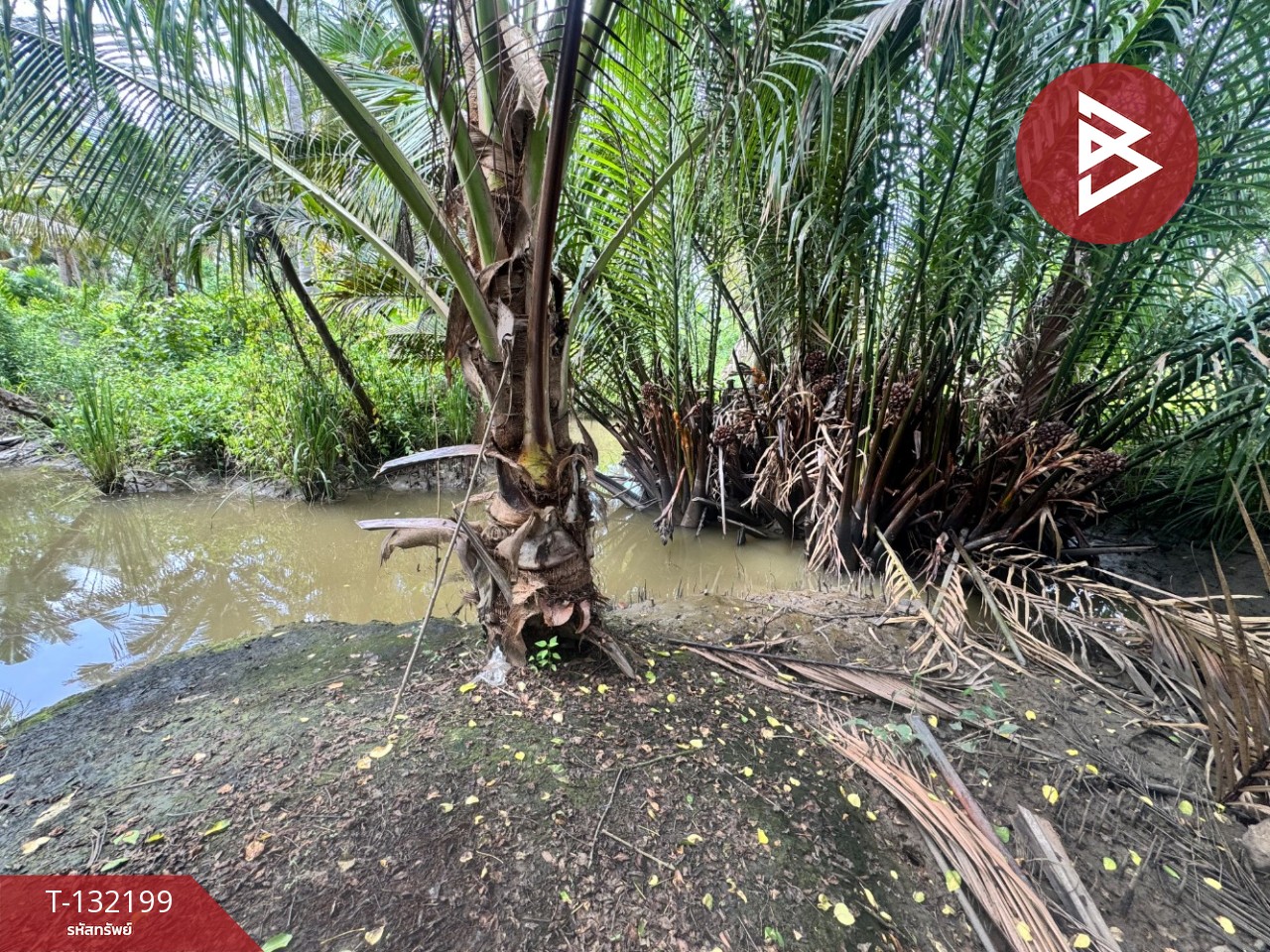 ขายที่ดิน เนื้อที่ 2 ไร่  32 ตร.วา ลาดใหญ่ สมุทรสงคราม 8