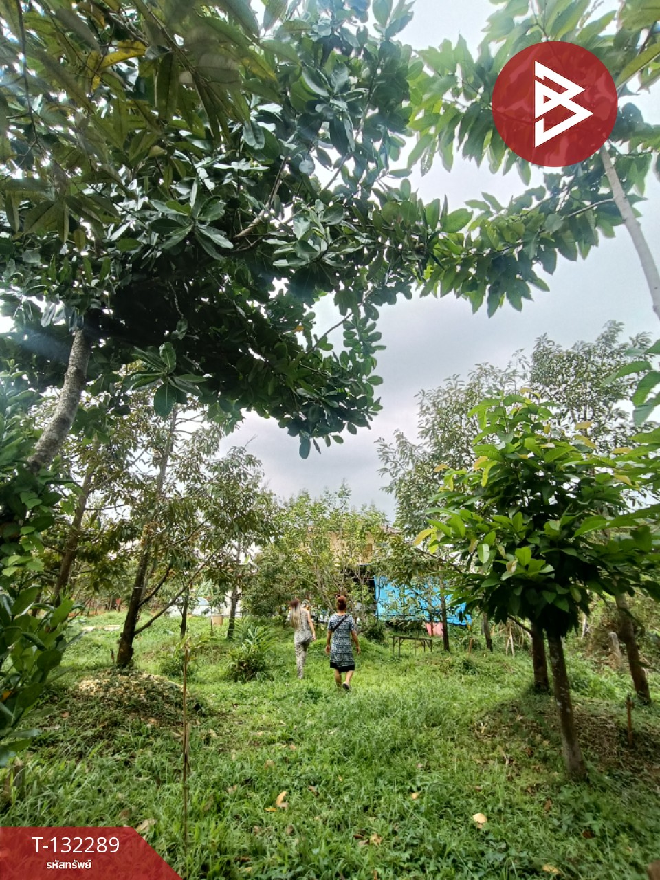 ขายบ้านเดี่ยว พร้อมสวนทุเรียน เนื้อที่ 1 งาน 64.7 ตร.วา พลับพลา จันทบุรี 14