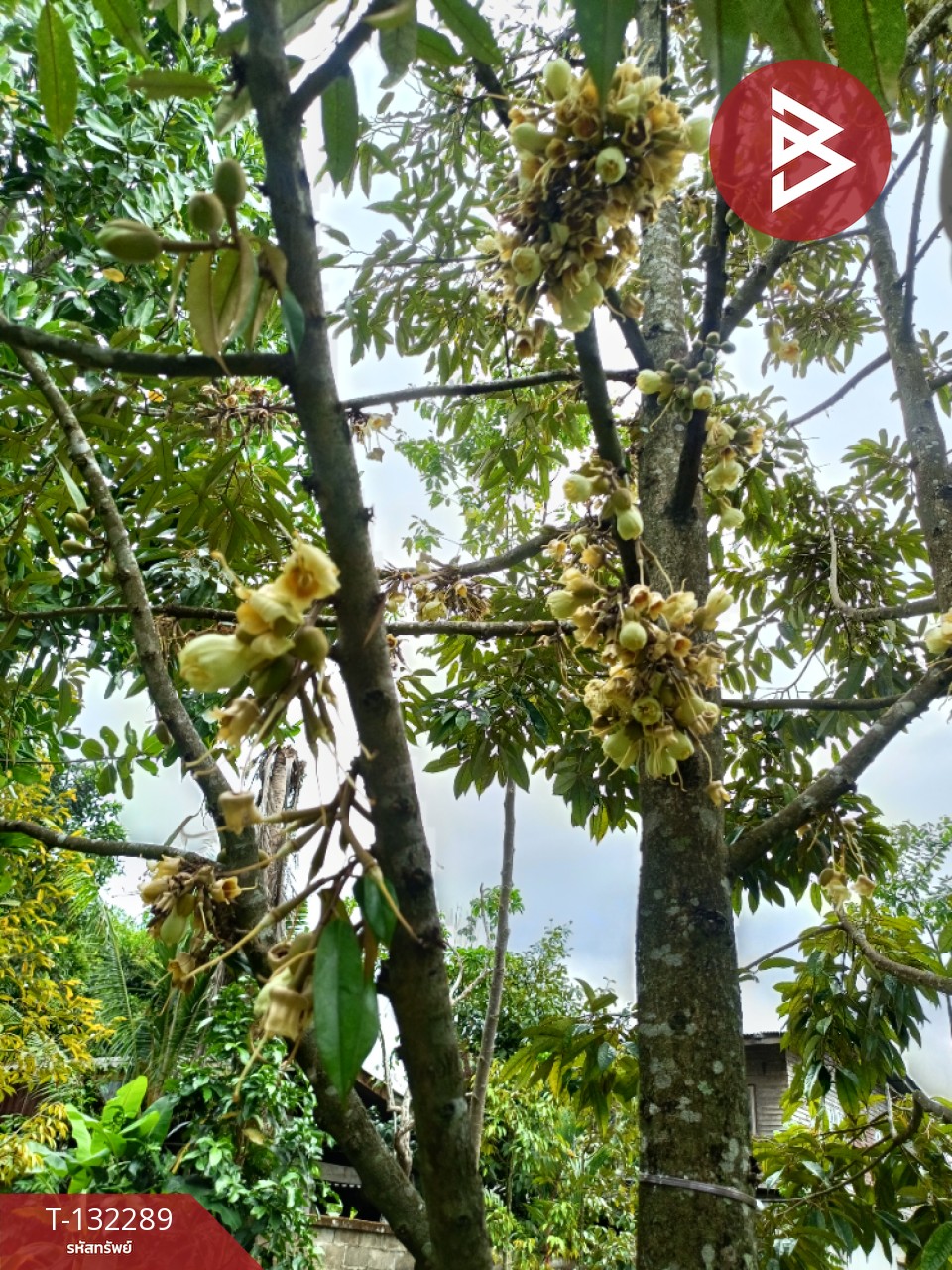 ขายบ้านเดี่ยว พร้อมสวนทุเรียน เนื้อที่ 1 งาน 64.7 ตร.วา พลับพลา จันทบุรี 15