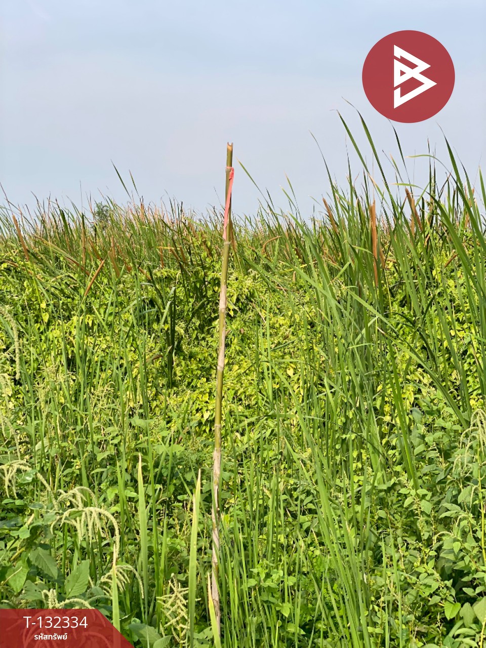 ขายที่ดิน เนื้อที่ 7 ไร่ 23 ตร.วา กำแพงแสน นครปฐม 15