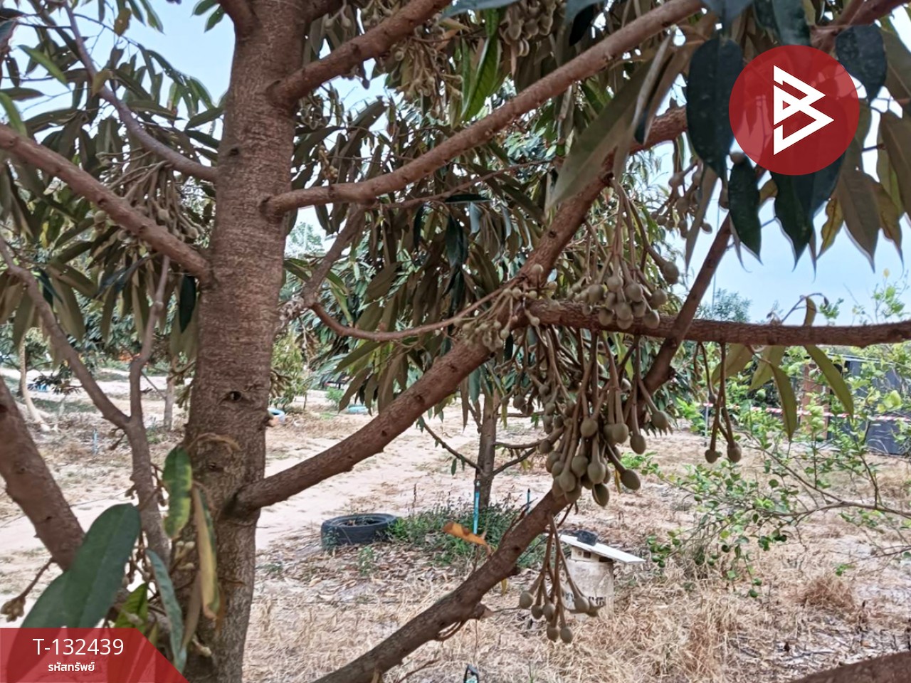 ขายที่ดินพร้อมสิ่งปลูกสร้าง เนื้อที่ 6 ไร่ 2 งาน 97 ตร.วา วังจันทร์ ระยอง 10