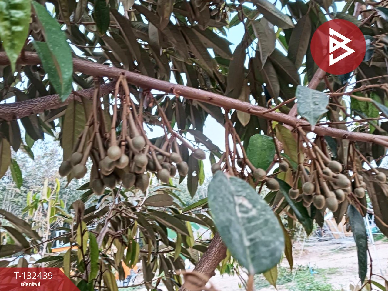 ขายที่ดินพร้อมสิ่งปลูกสร้าง เนื้อที่ 6 ไร่ 2 งาน 97 ตร.วา วังจันทร์ ระยอง 3