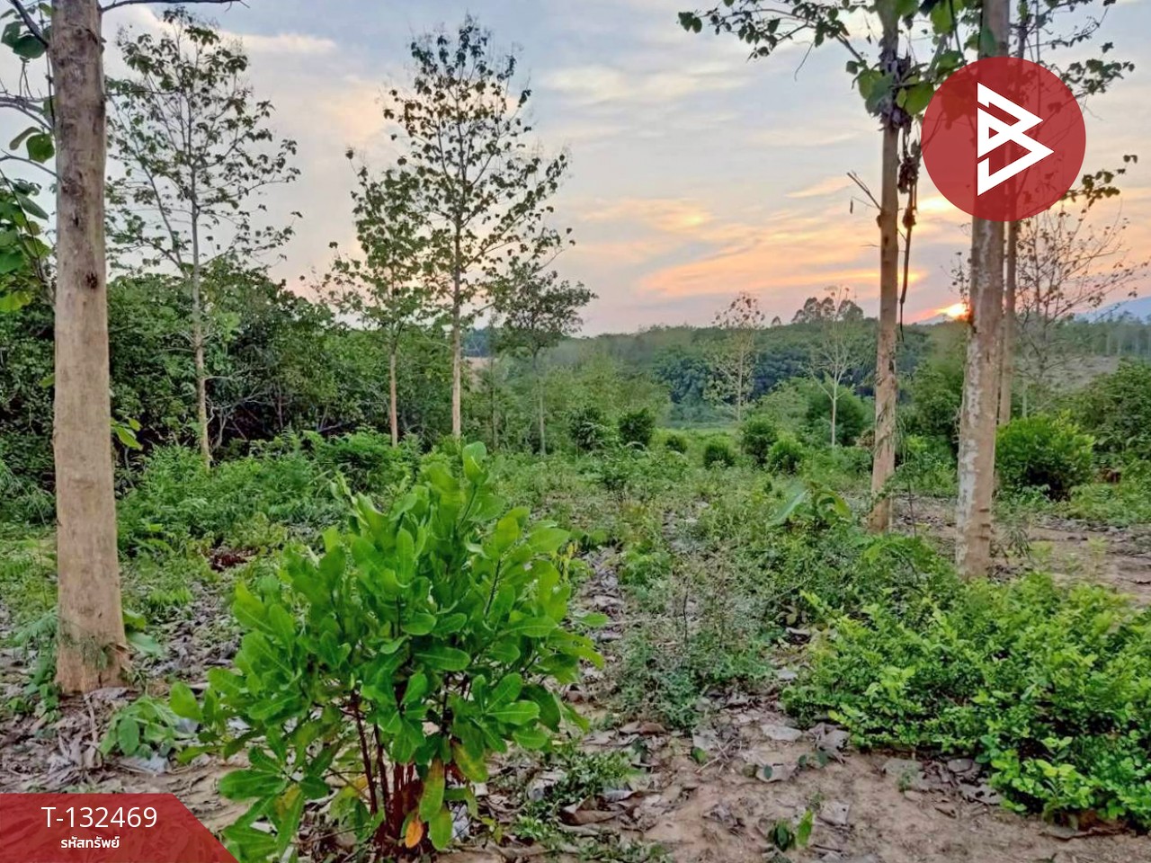 ขายที่ดิน เนื้อที่ 4 ไร่ ท่าปลา อุตรดิตถ์ 2