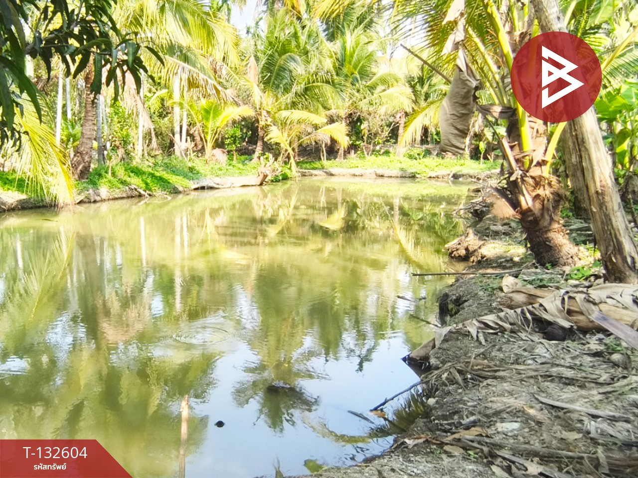 ขายที่ดินสวนมะพร้าว เนื้อที่ 200 ตารางวา สามพราน นครปฐม 7