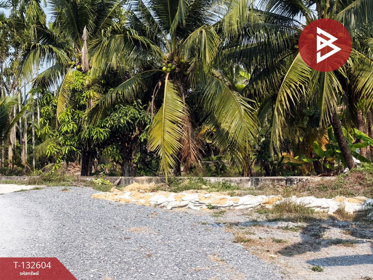 ขายที่ดินสวนมะพร้าว เนื้อที่ 200 ตารางวา สามพราน นครปฐม 2