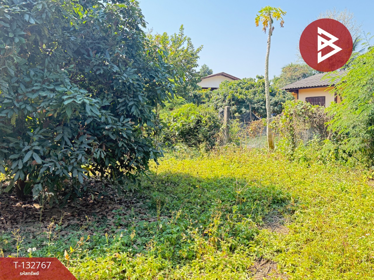 ขายที่ดิน เนื้อที่ 236 ตารางวา สารภี เชียงใหม่ 1